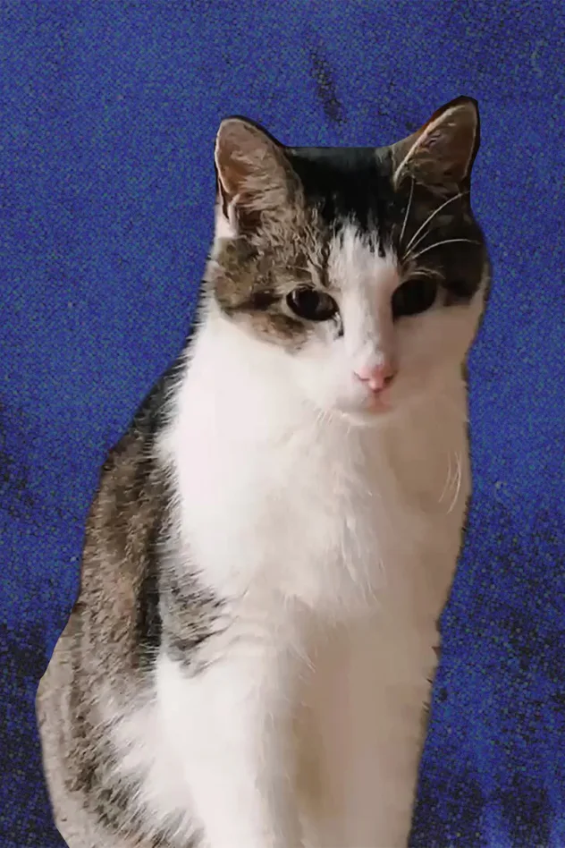 Imagen de portada para Cheeze the Cat