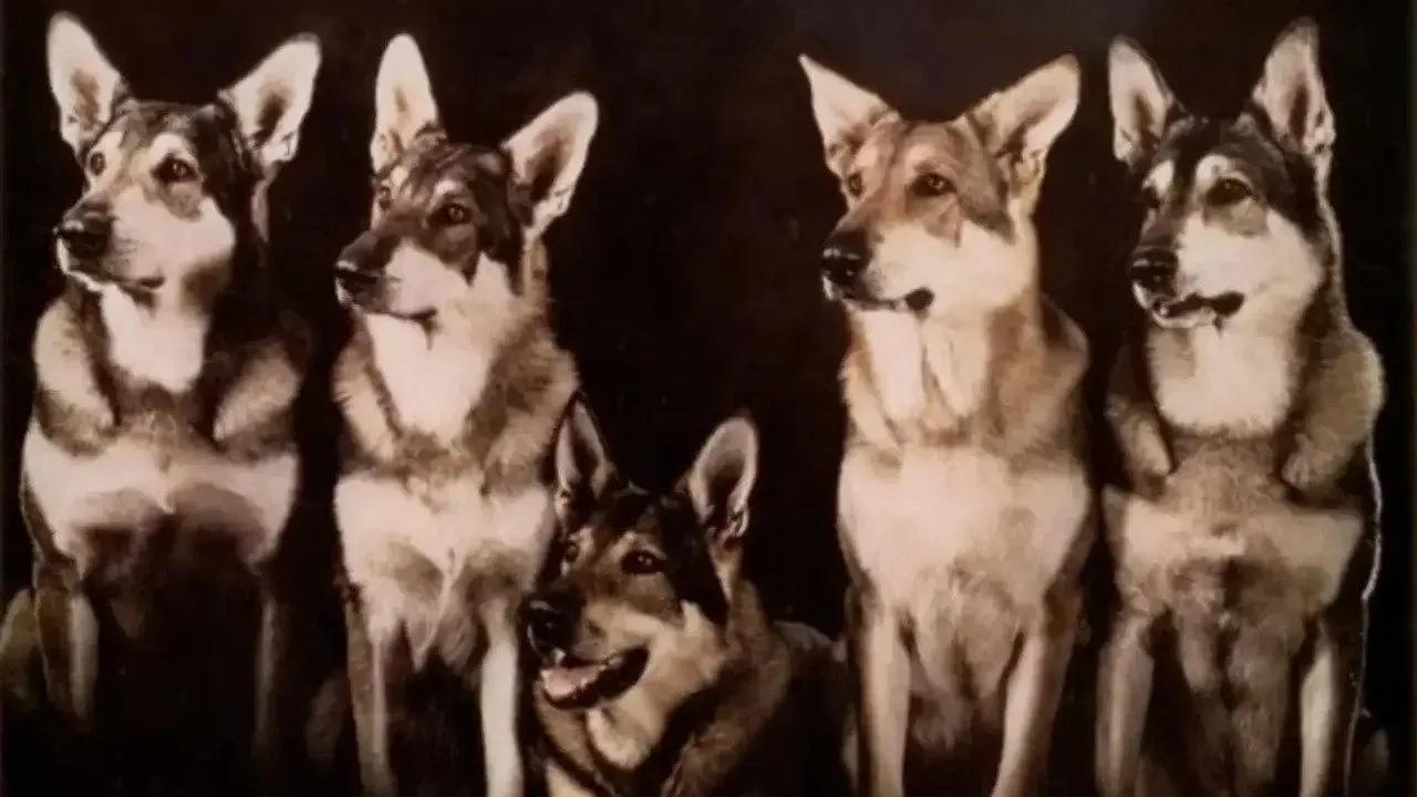 The Littlest Hobo için arka plan görseli