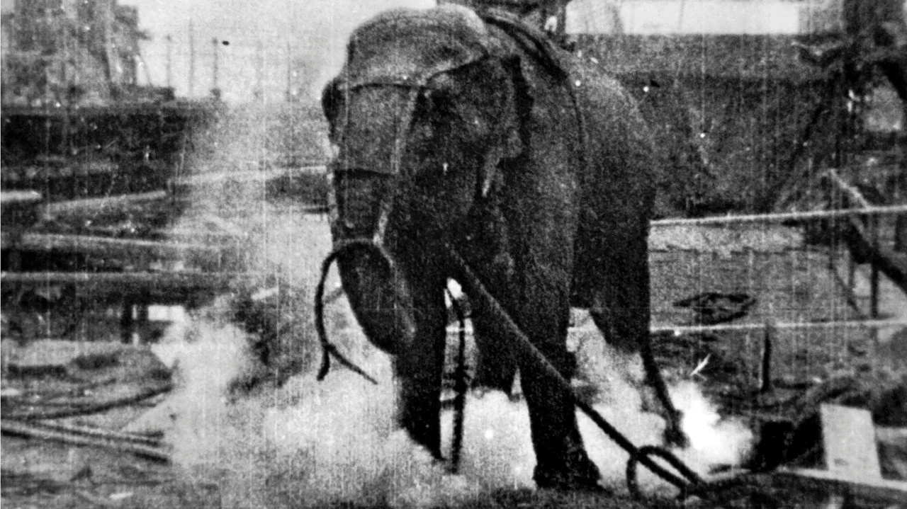 Electrocuting an Elephant için arka plan görseli