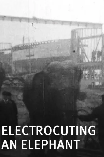 ملصق Electrocuting an Elephant