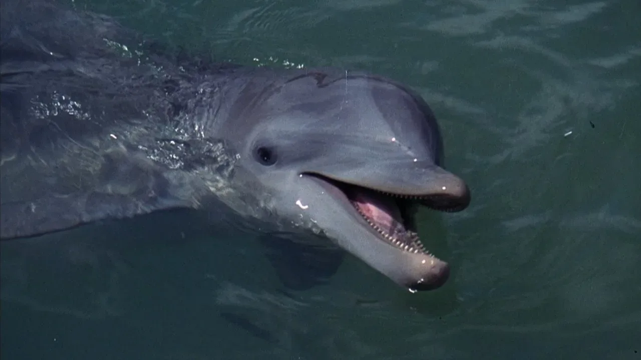 Fondo para Flipper