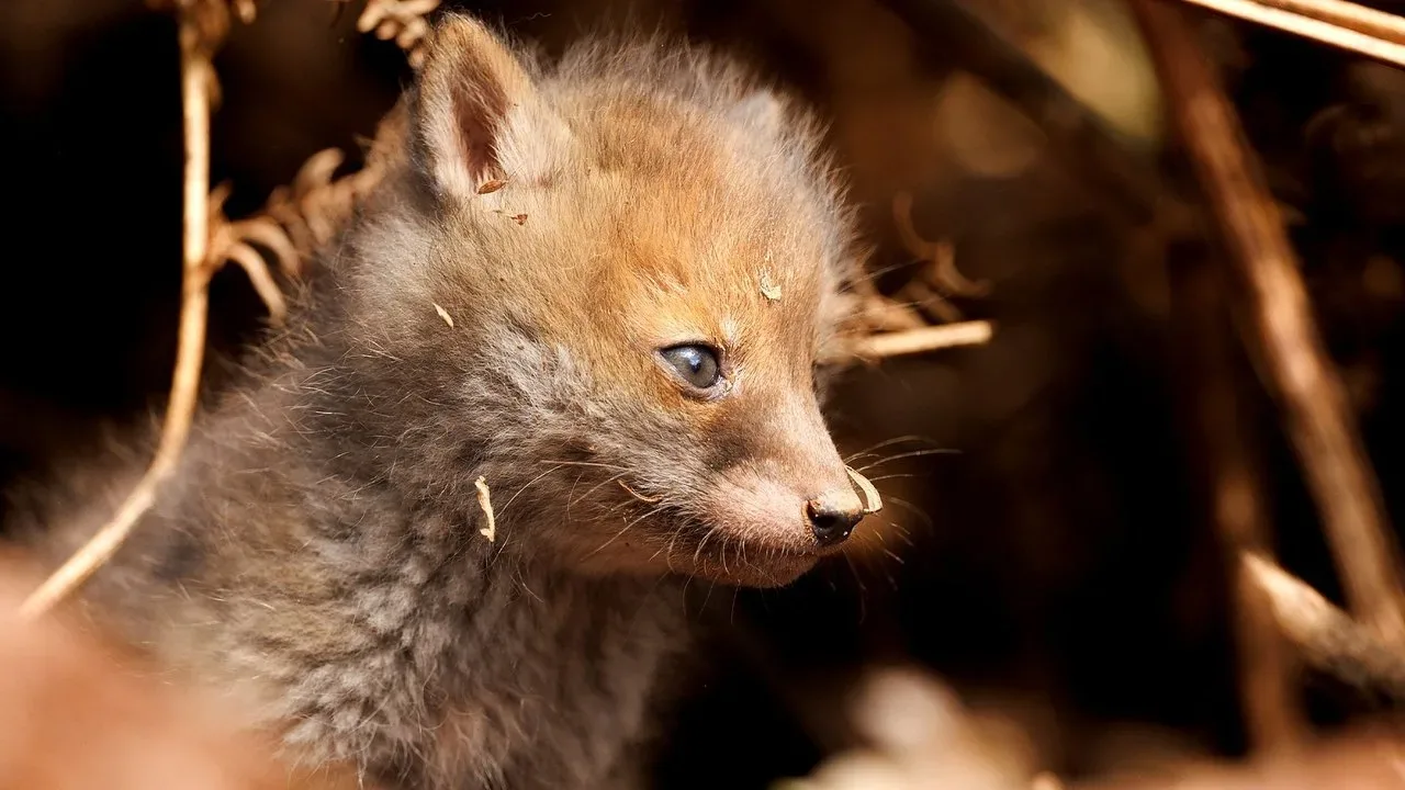 خلفية لـ Springwatch