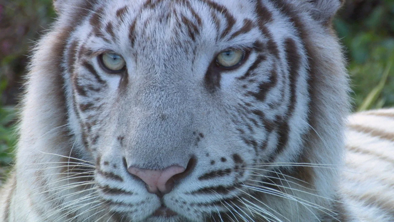 Fondo para いいZooだね。~岩合光昭の動物園歩き~