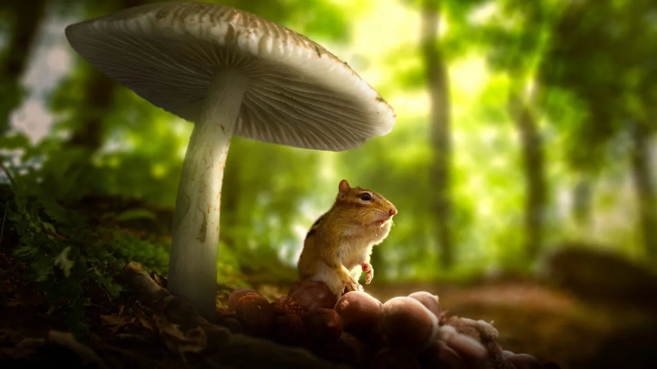 Tiny World için arka plan görseli