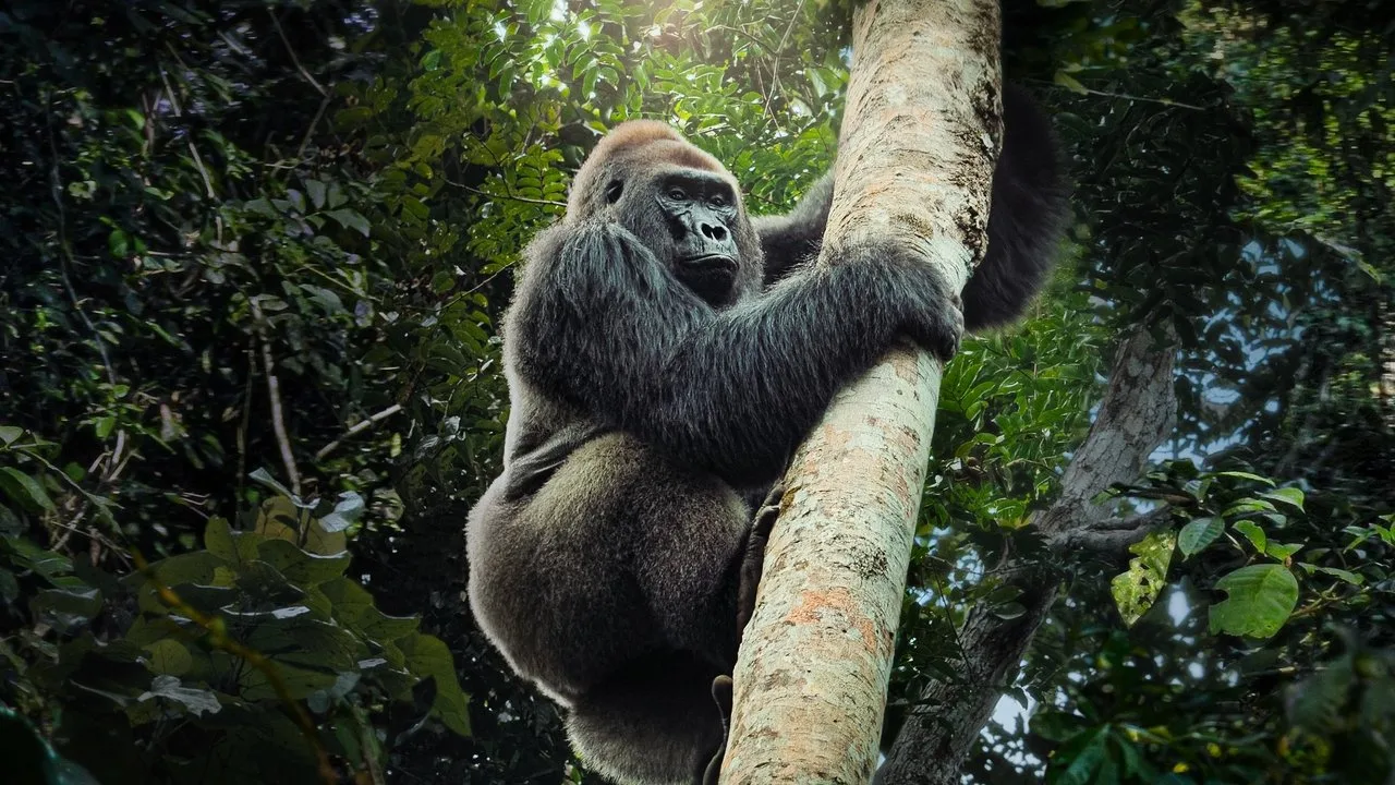 خلفية لـ Big Beasts