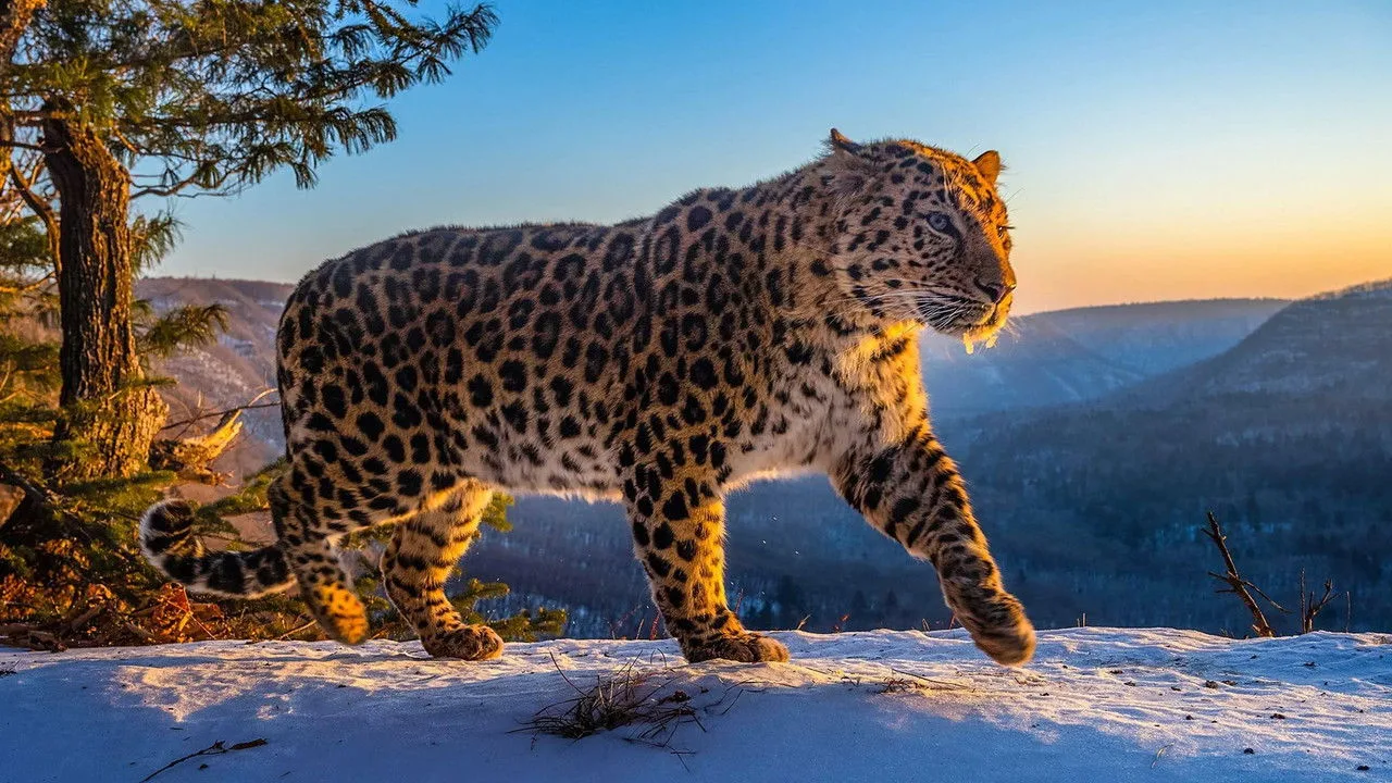 Frozen Planet II