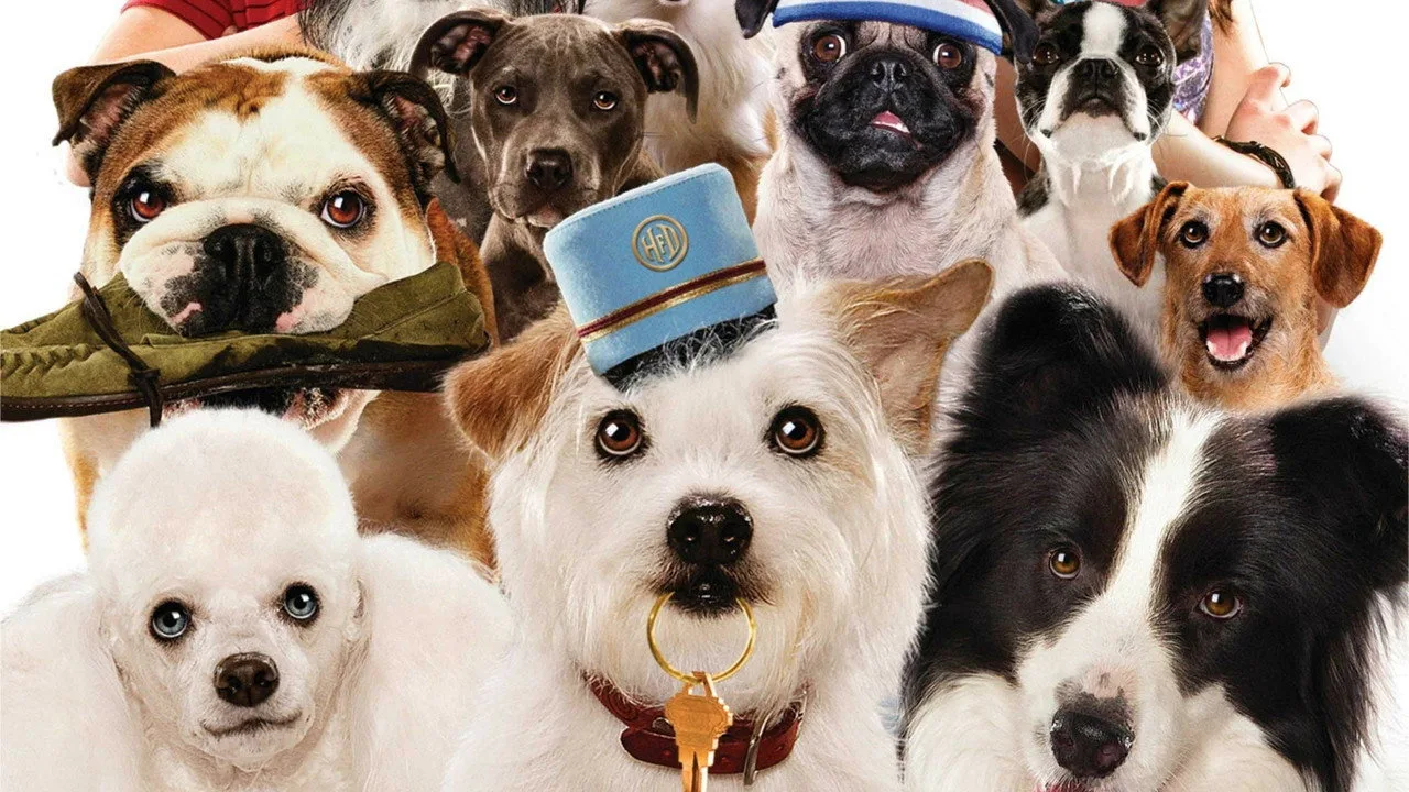 Köpek Oteli için arka plan görseli