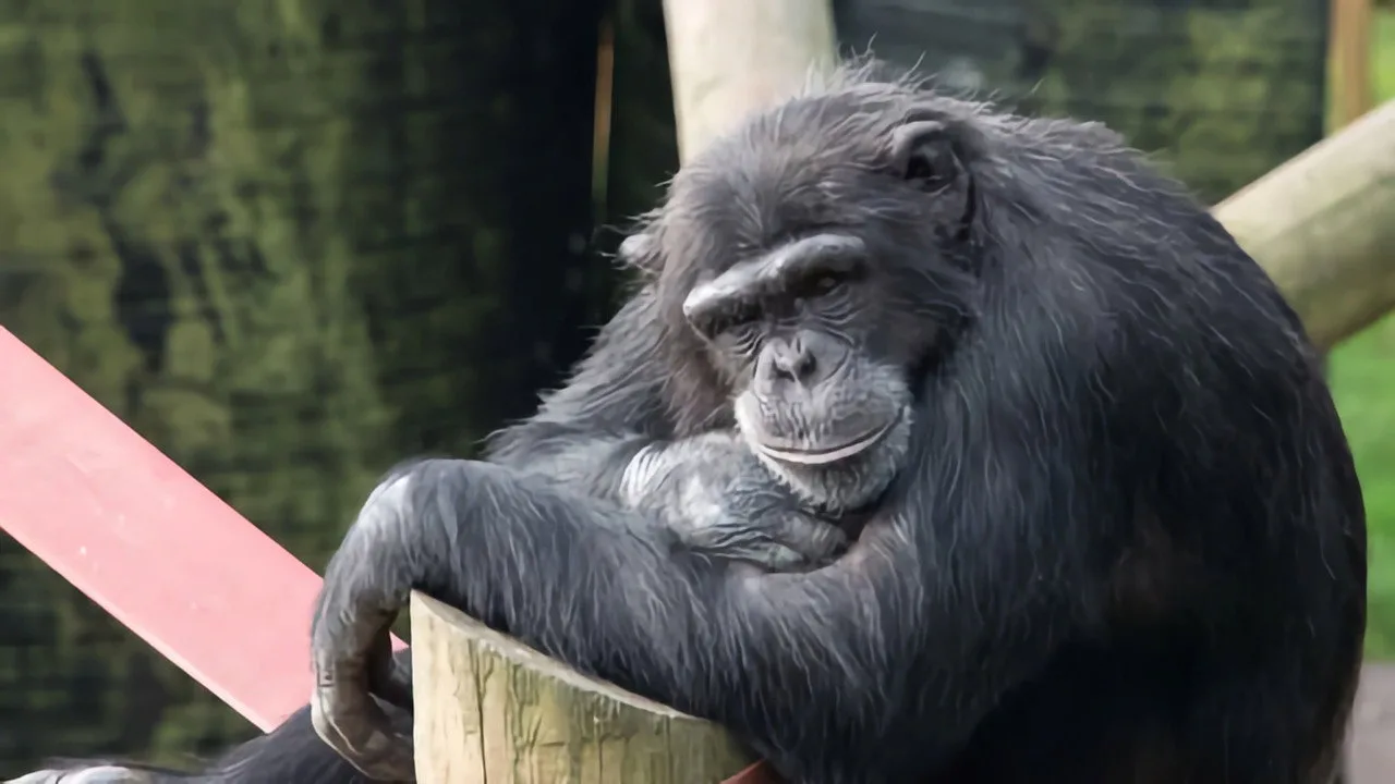 خلفية لـ Monkey Life