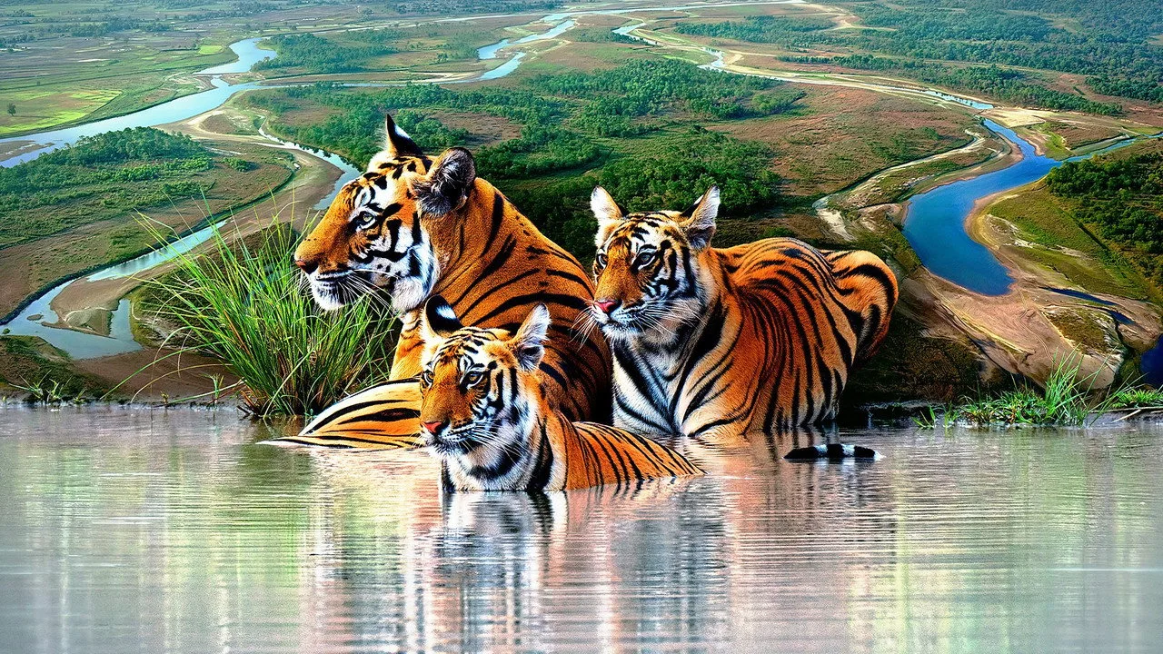Tiger Island için arka plan görseli