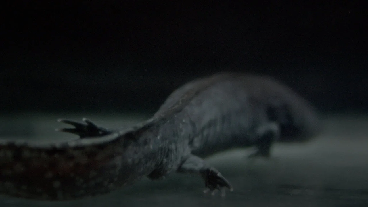 Axolotl için arka plan görseli
