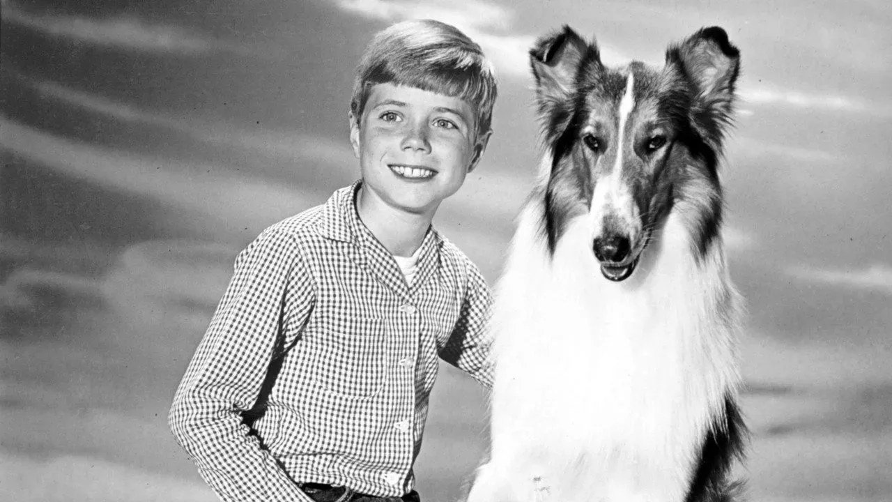 Fondo para Lassie