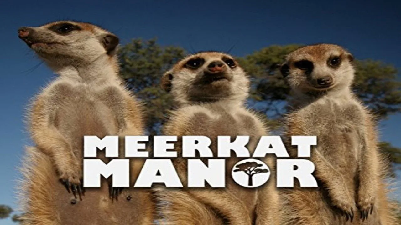 Meerkat Manor için arka plan görseli